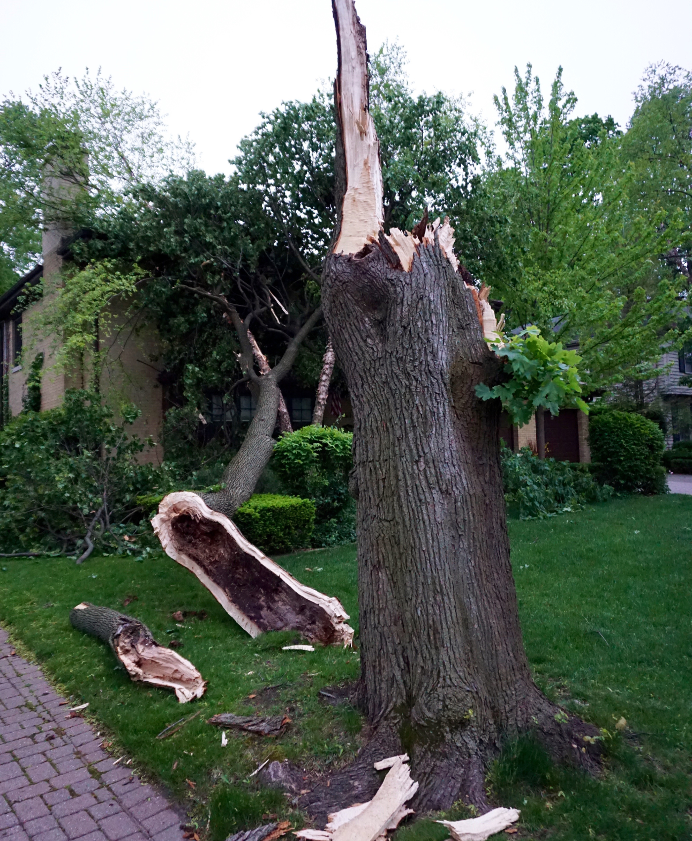 Tree damage after a storm