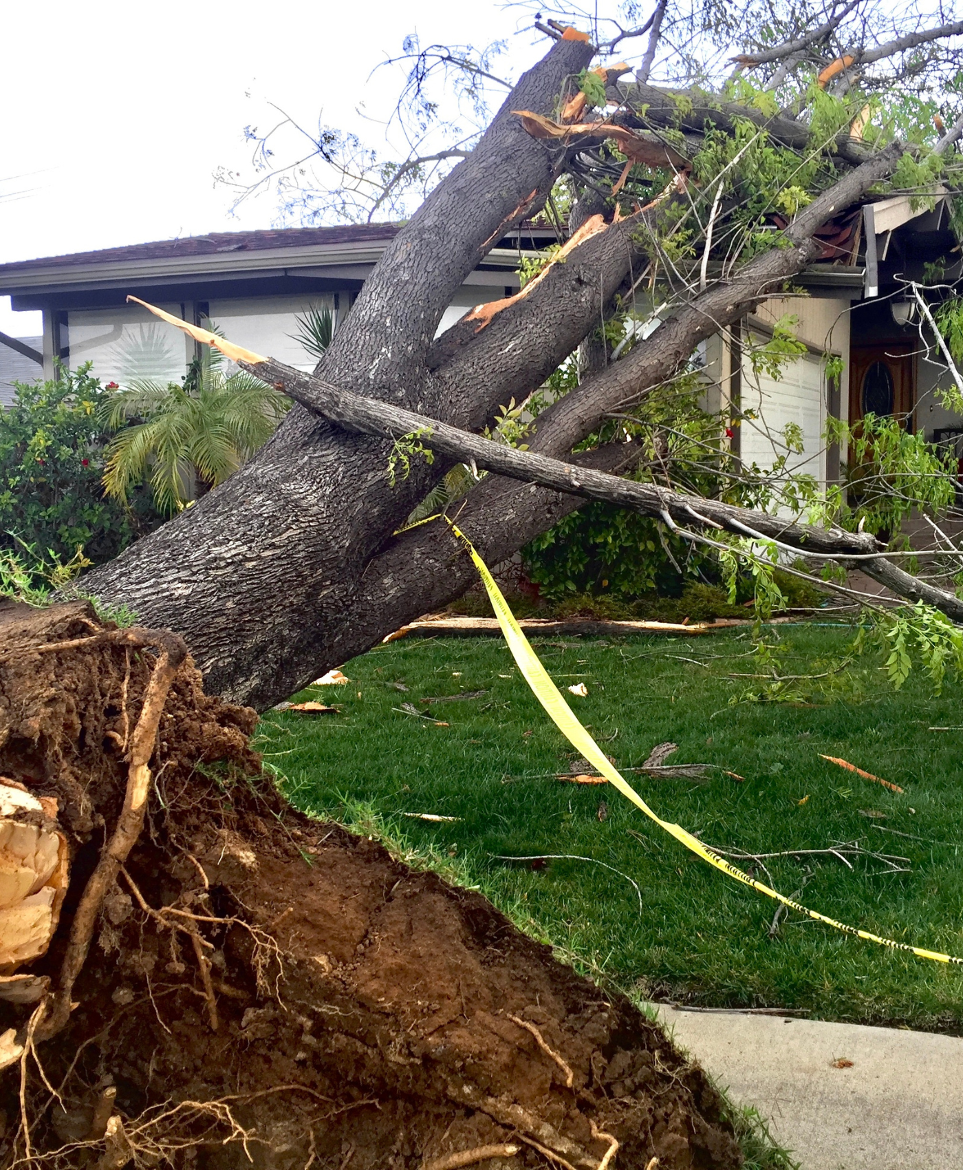 Natural disasters effect on property. A tree falls on a family home in a suburban neighborhood